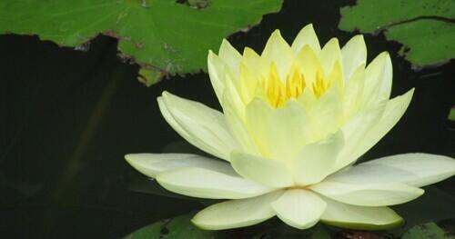 Seeds of Peace tweet media