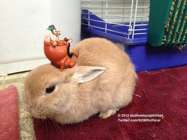 pepe_coinseth's tweet photo. Timon &amp; Pumbaa, Stuff on My Rabbit http://t.co/VNnaiXDpAR