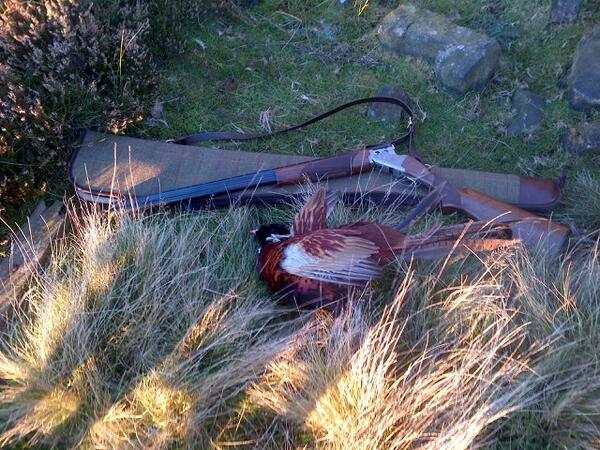 Had a couple of hours spare this afternoon so me and <a href="/poppyatpetsox/">Poppy at Petsox</a> went on a mission.