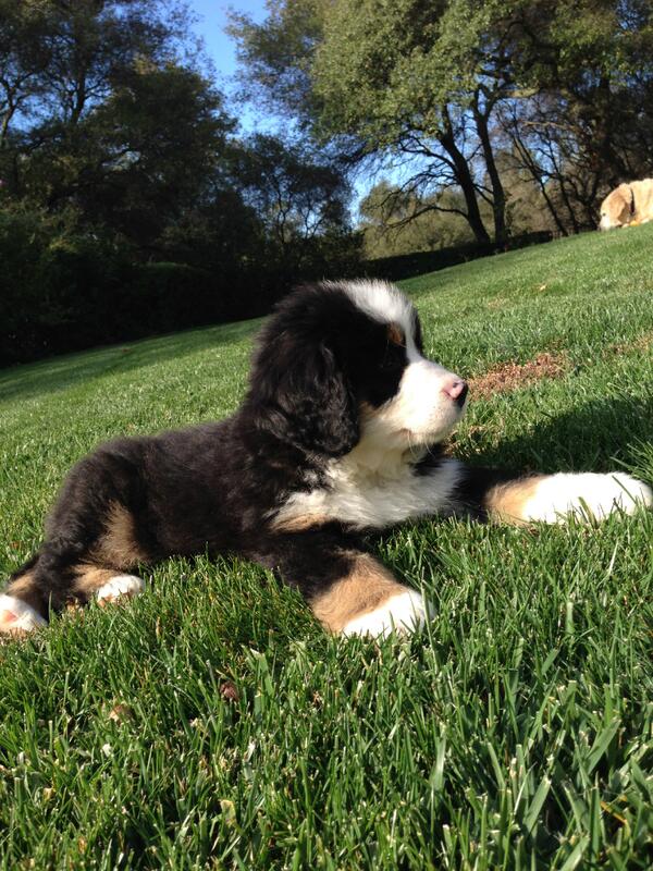 Job "cuter" not job killer...  Meet Sunny!