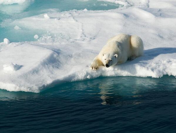 PolarSave's tweet photo. SAVE THE POLAR http://t.co/Vf352rKqRC