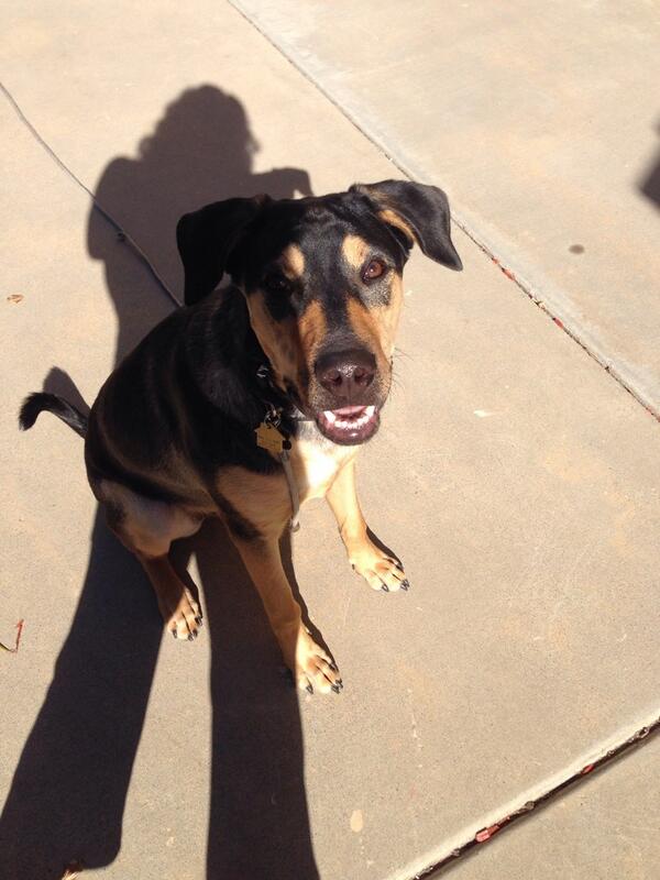 CaliforniaDogs's tweet photo. Check out Gohan our newest dog in training camp. @CaliforniaDogs #dogtrainingsandiego http://t.co/nHhts0kxZx http://t.co/uTpnMYwBXU