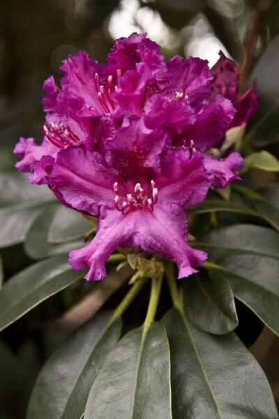 hortipedia's tweet photo. Bild d. Tages-Picture of the day-Image du jour http://t.co/0oscXHbvOp  http://t.co/WR6g3mlooo  http://t.co/JkOgOqAosj http://t.co/xP1IDP7DVb
