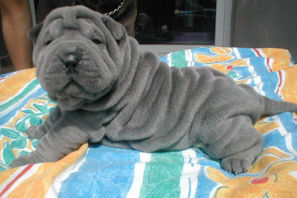 One day I will own one of these beauties! #sharpei #puppy #lookatthosewrinkles #socute