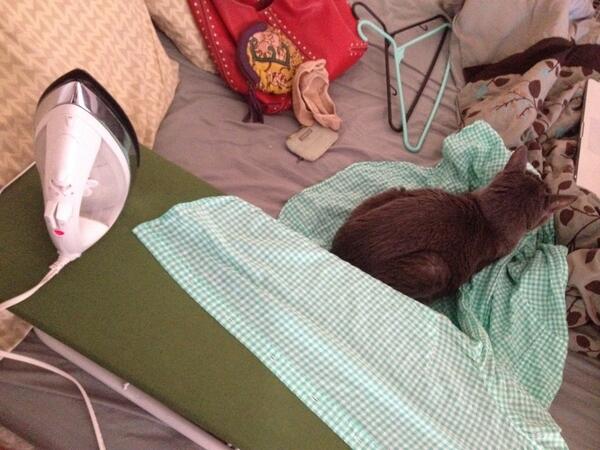 etcillustration's tweet image. Trying to iron a shirt, this is where Tiki decides to settle. #catworldproblems