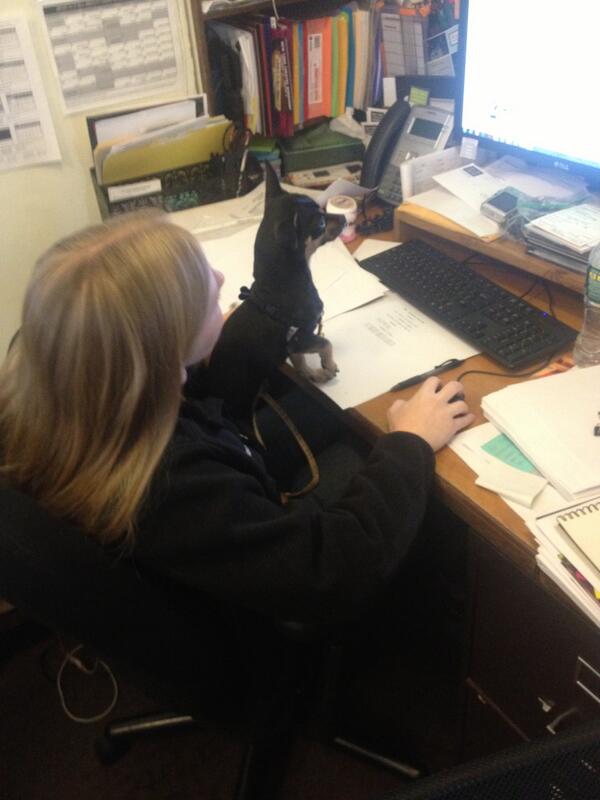NYTW79's tweet photo. Your next e-blast may have been sent by Pippin the dog alongside @warrens4 http://t.co/DDyTUYs0mp
