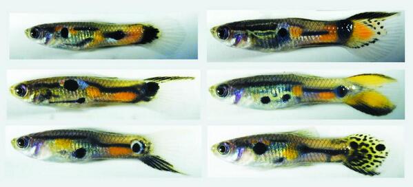 noahWG's tweet photo. Female guppies prefer males with fancy, rare color patterns. I don't blame them: http://t.co/Xyj5n6mEct http://t.co/1YjuqL8dAN