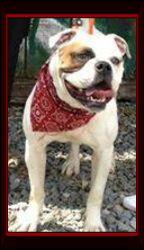 Olivia is a beautiful girl who originally came to us emaciated. She is about 3 yrs old.