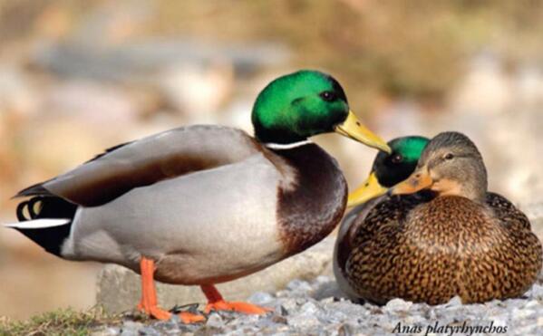 Chad_25_'s tweet photo. #MallardMonday http://t.co/vwabAYrH0I