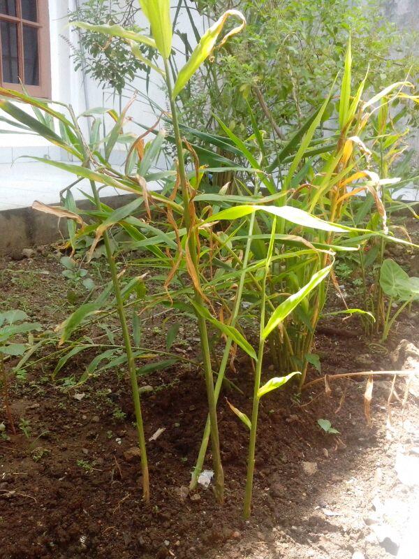 IDberkebun's tweet photo. “@pujium: Kenapa ya jahe ini daun2nya menguning? Tanya @IDberkebun http://t.co/TYjvNsITEd” cc @bagusbaqi