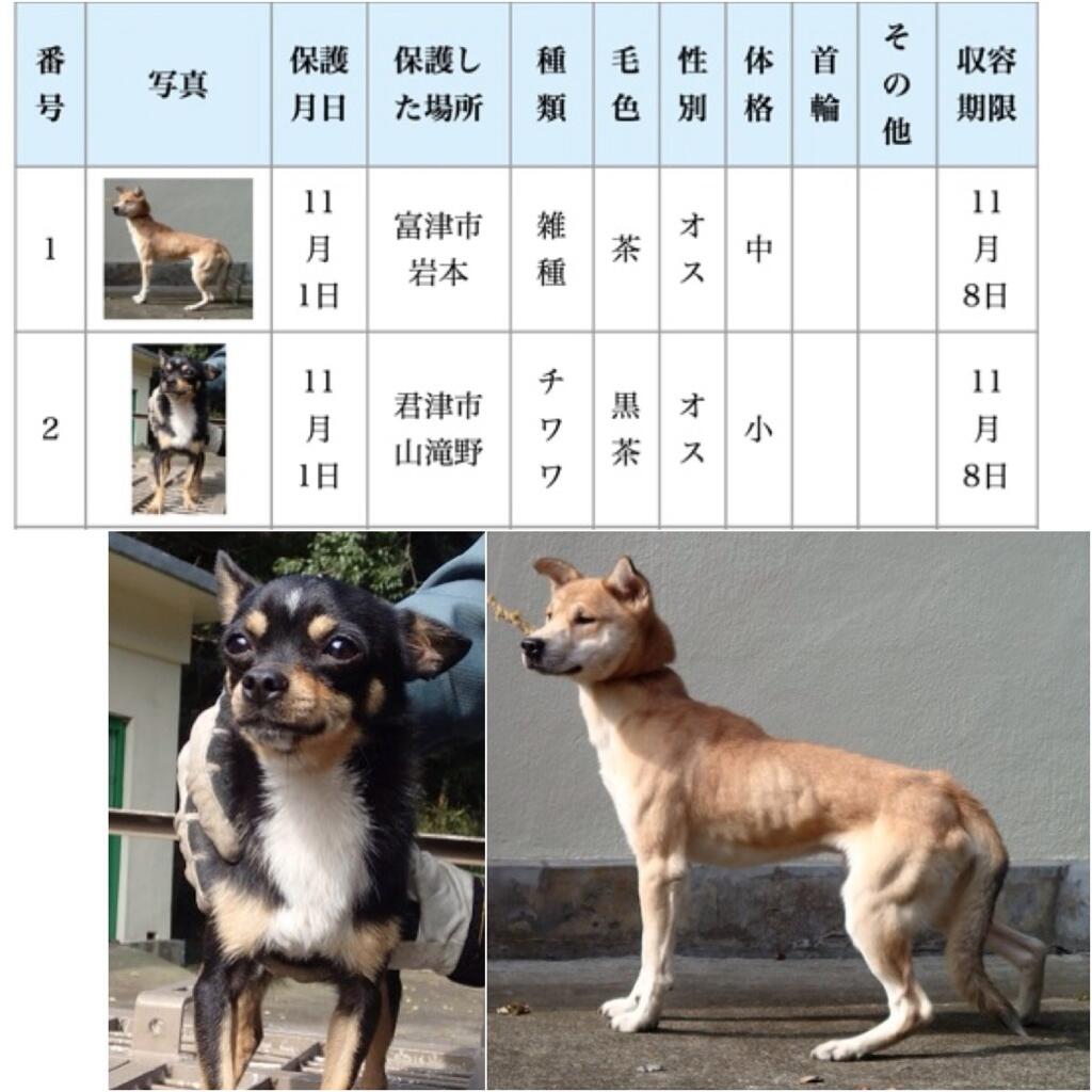 ココ De探して迷子犬 على تويتر Rt拡散 迷子犬 迷い犬 千葉県 11 8 金 期限 君津保健所 11 1収容 宮津市 雑種 オス 痩せてる 君津市 チワワ オス Http T Co 1o11sczjcu 木更津市 君津市 ココ De探して迷子犬 على تويتر Rt拡散 迷子犬 迷い犬 千葉県 11 8 金 期限 君津保健所 11 1収容 宮津市 雑種 オス 痩せてる 君津市 チワワ オス Http T Co 1o11sczjcu 木更津市 君津市