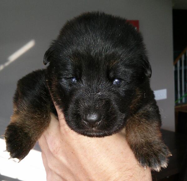 gsdpuppy's tweet photo. http://t.co/qIaOqSZZ8z