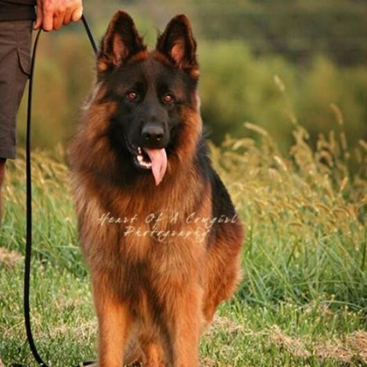 gsdpuppy's tweet photo. Shane with Kalvin http://t.co/MTSeZsJ5TS