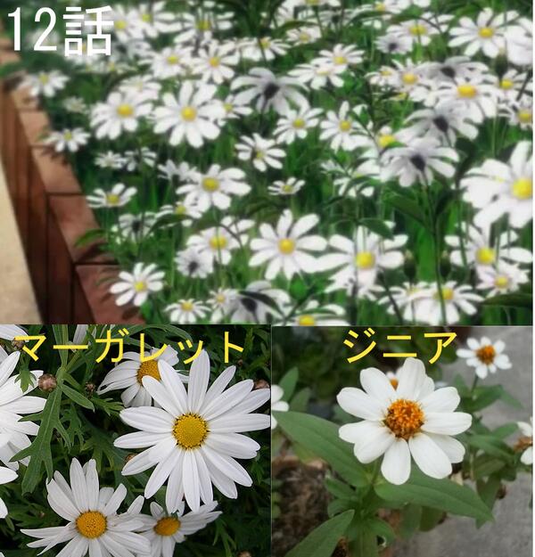 Twitter पर 今からでもmi 12話の花壇の白い花がマーガレットじゃなくてジニア 百日草 っぽいっていう再確認をしてた 花は似てるけど 葉っぱがジニア寄り ジニアは夏の花で 花言葉は 別れた友への想い 別れた友を思う いつまでも変わらぬ心