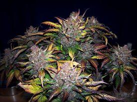 AutoflowerCente tweet picture