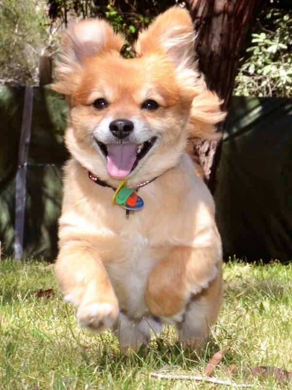 TrentChadwick's tweet photo. Great sunny Melbourne day with pooch #fiyerothedog http://t.co/FZ7omHRq8P