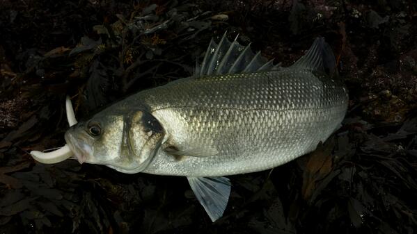 tpe12's tweet photo. November Bass http://t.co/hbO28TPJZS
