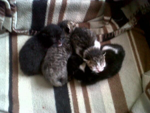 junibsam's tweet image. My little kittys