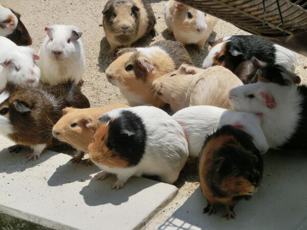 芳醇麦酒 モルモットと呼ばれるけどマーモットとはまるで別の生物 英語で Guinea Pig と呼ばれるけどギニアとは関係ないしもちろんブタではなく 天竺鼠と呼ばれるけどインドとも無関係 なんて言えばいい 誤表示 Http T Co V0r1749ses Twitter 芳醇麦酒 モルモットと呼ばれるけどマーモットとはまるで別の生物 英語で Guinea Pig と呼ばれるけどギニアとは関係ないしもちろんブタではなく 天竺鼠と呼ばれるけどインドとも無関係 なんて言えばいい 誤表示 Http T Co V0r1749ses Twitter
