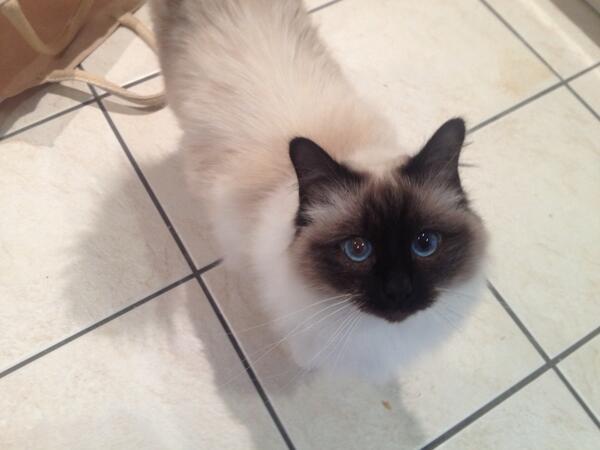 HMcomedy's tweet image. I love my cats. Especially when I'm full of cold and they come and sit with me