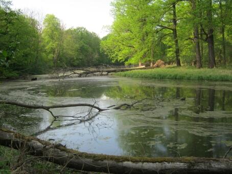 wlkp_travel's tweet photo. Widzieliście już wielkopolską Amazonię w ok. Wrześni? http://t.co/Jv6gNOUSIk