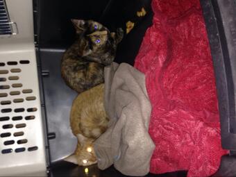I have two female kittens that need a home! They got spayed today and I'm picking them up from the vet