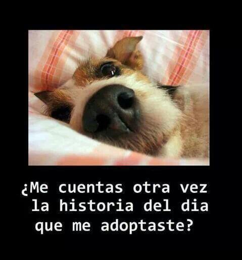 Me cuentas otra vez la historia?
Pon un sol en tu vida y cuéntale cómo salvaste su vida y cómo llenó la tuya ;-)