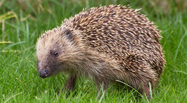 Our own garden visitor joins in with the bonfire night reminders - please check no hedgehogs there before lighting!