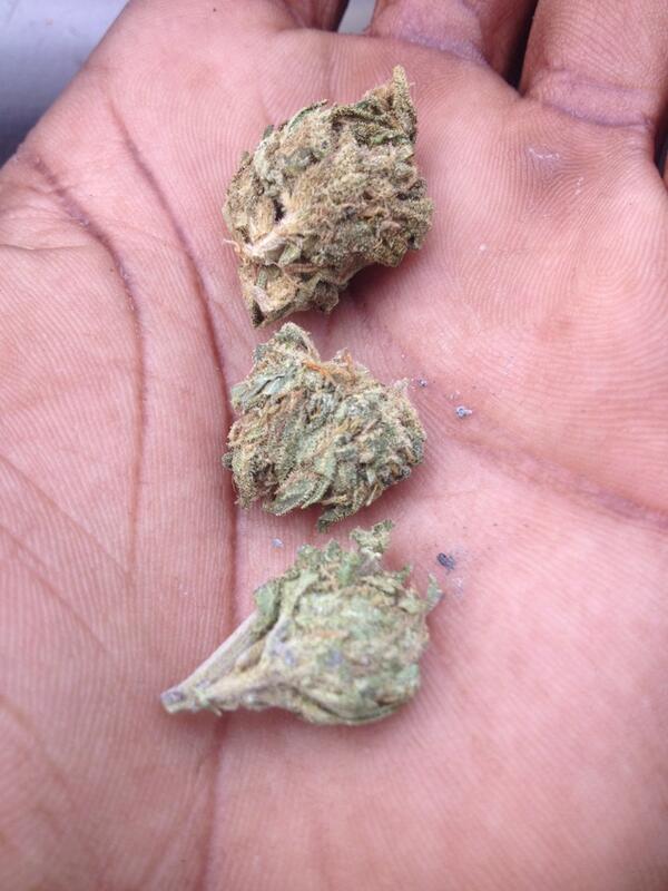 _AskThemHeauxs_'s tweet image. 😌#kushFlow