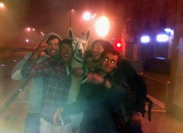 lndirecto's tweet photo. RT si tú también quieres salir de fiesta con una llama. http://t.co/ObP36LMgjy