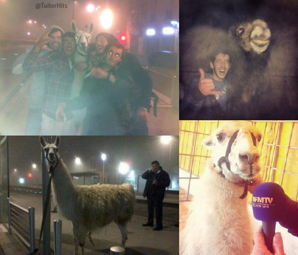 cooonxx's tweet photo. "@TuiterHits: Cinco jóvenes borrachos roban una llama y se la llevan de fiesta. http://t.co/xqtZQJPPLN"@leonorcuerda jajajajajajajajajajaja
