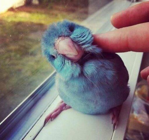 planetposts's tweet photo. We've found the Twitter bird! http://t.co/Toed8mt5Lf