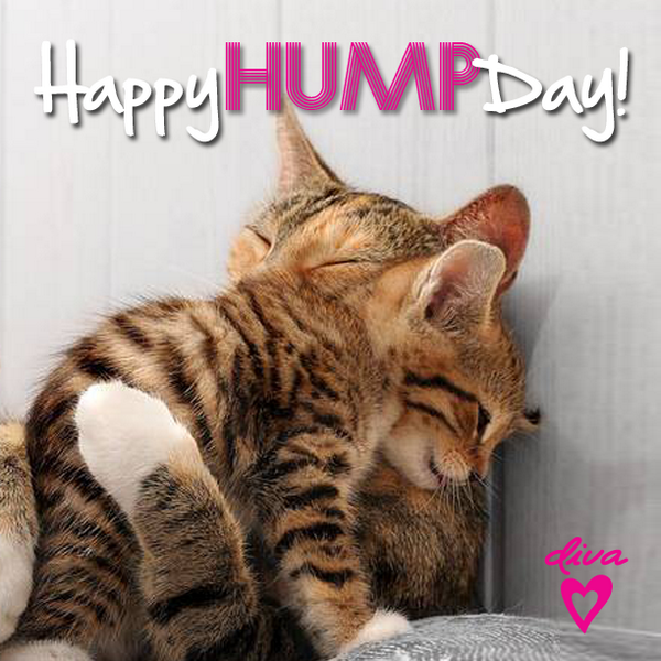 divaaccessories's tweet photo. Happy #HumpDay everyone!!!  #diva #divaaccessories http://t.co/FYtXUF9ITG