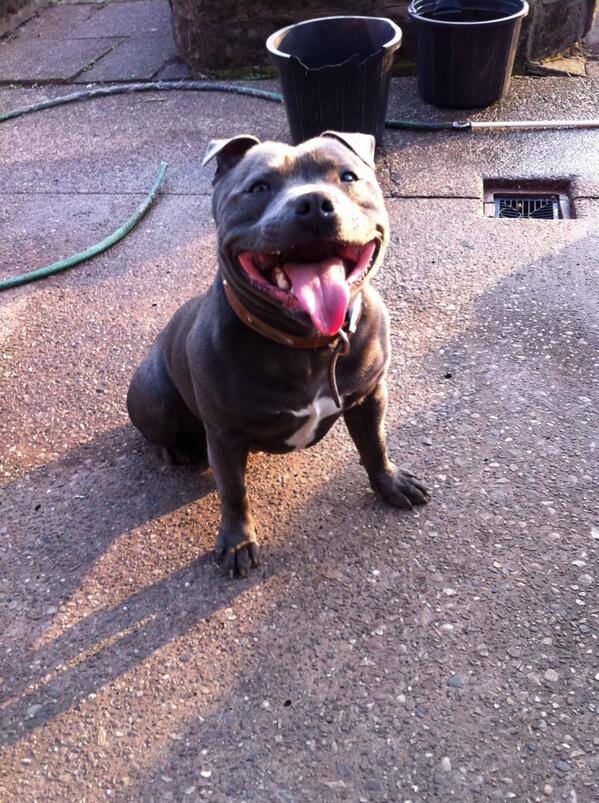 <a href="/DoglostUK/">DogLost</a>, Lost staffie (blue) at summer field park off dudley road today around 4pm. Thank you. 
#Birmingham