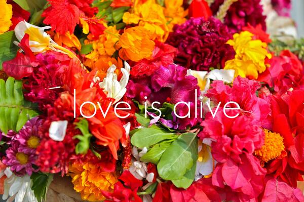 { #Love all. } Photo taken in Nepal by my friend <a href="/RussellVargo/">Russell Vargo</a> for #NoKillNoMore Please visit facebook.com/NoKillNoMore