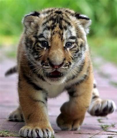 _Paisajes_'s tweet photo. cachorro de Tigre. http://t.co/Yq4h6FhwHV