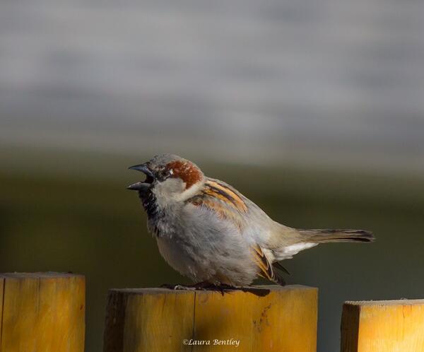ABBestphotos's tweet photo. #Sing: Sing A Song. Sing Out Loud, Sing Out Strong. Sing Of Good Things, Not Bad. Sing Of Happy, Not Sad #Sparrow http://t.co/ahTlQNtbgX