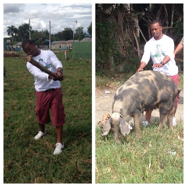 FanDuelSN_WI's tweet image. New meaning of farm system ~ wood bats in a pasture &amp;amp; pigs. Scenes from San Juan with @jeansegura9 #SpringBaseball