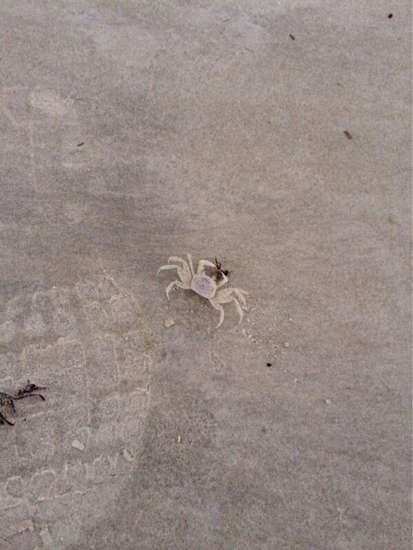 LittleBit724's tweet image. Little crab with a bee for dinner at Wilbur by the Sea