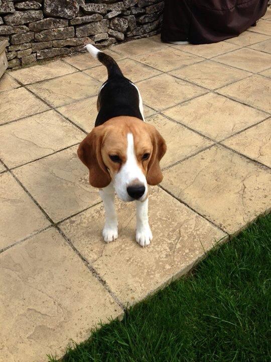 Missin since 5/11 #Beagle #TEDDY Sighted 6.45am y'dy #HaileyWood #Bathurst #Cirencester RT Pls doglost.co.uk/dog-blog.php?d…