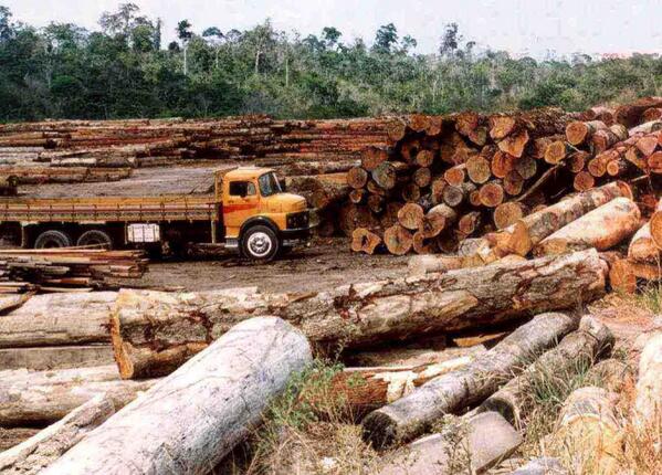 save amazon forest tweet media