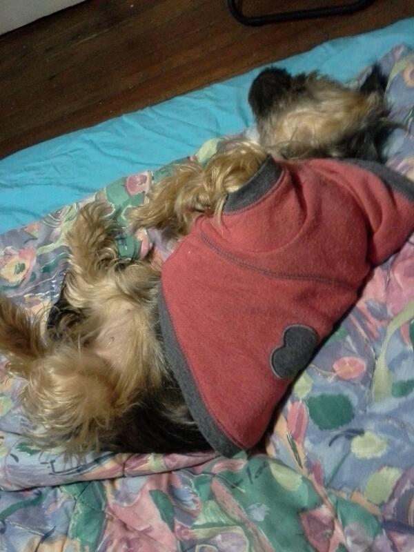 How she sleeps. Definitely not spoiled or anything lol. #mybaby #yorkie #daschund #smalldoglove