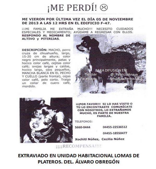 Amo a los Perros tweet media
