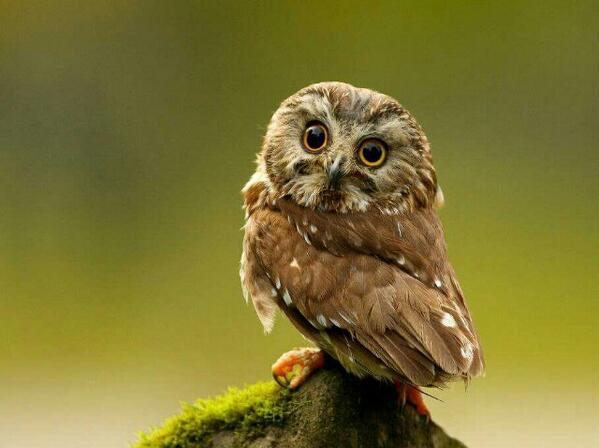 firsssovvva's tweet image. Доброго и бодрого дня,друзья! #доброеутра