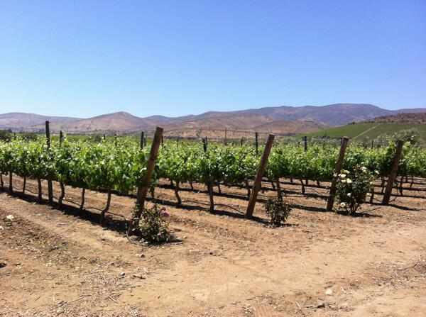 Paseo por la Viña <a href="/VinosDalbosco/">Viña Dalbosco</a> en Punitaqui