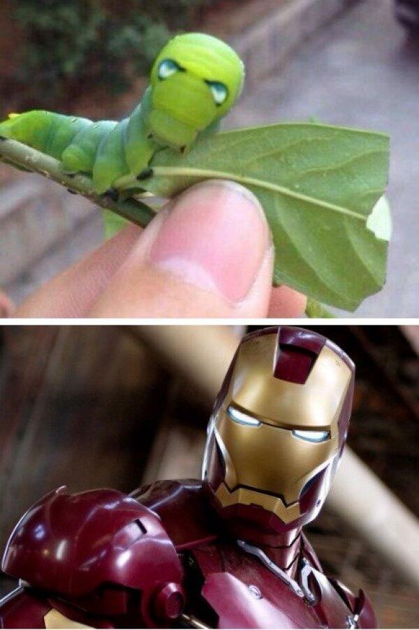 DSheldon_Cooper's tweet photo. El insecto que imita a Ironman para que no se lo coman. Se merece todos mis respetos. http://t.co/EvNCKrFpVV