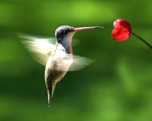 NaturPictures's tweet photo. El colibrí es la única especie de ave que tiene la capacidad de poder volar hacia atrás. http://t.co/se1L6HizTC