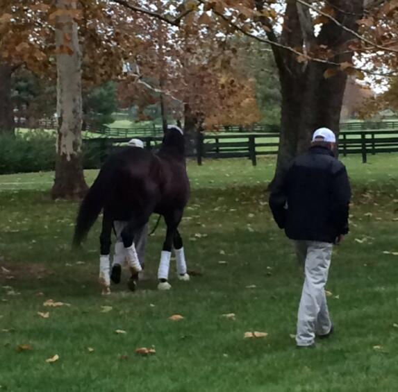 I just arrived at my old Kentucky home <a href="/claibornefarm/">Claiborne Farm</a> for my new career as a stallion! Did you know I grew up here?