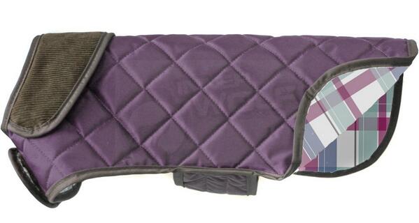 Doodlebone tweet media