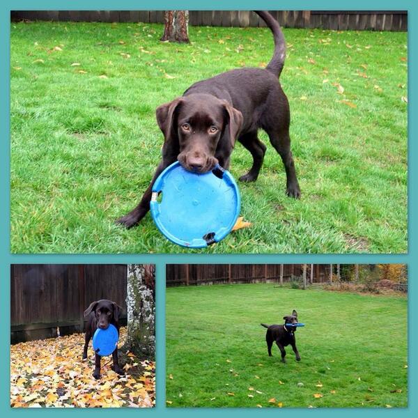 Fetchbee's tweet image. One happy #Fetchbee pup